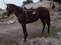 घोड़ा, Thoroughbred horse — फ़ोटो 2