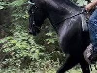 Horse (M), French Trotter — photo 3