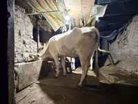 بقرة, Ukrainian Brown Dairy Cattle — الصورة 4