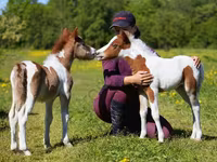 घोड़ा, American shetland pony — फ़ोटो 1