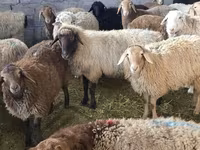 母羊, Sheep — 照片 3