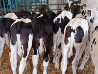公牛, Holstein breed — 照片 8