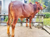 सांड, मवेशी — फ़ोटो 5
