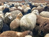 公羊, Dorset horn sheep — 照片 8