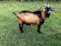 Oğlak, Czech Brown Shorthaired goats — foto 1