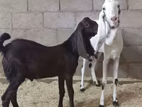 बकरी, Kamori goats — फ़ोटो 3