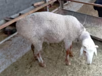 Ram, Hissar sheep — photo 3