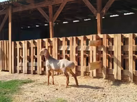 Ram, Edilbay sheep — photo 1
