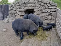 नर सूअर, Вьетнамская вислобрюхая — फ़ोटो 6