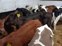 公牛, Cattle — 照片 2