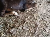 Vaca, Raza Alatau — foto 2