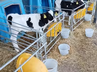 Boğa, Holstein ırkı — foto 3