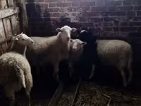 Koç, Katum sheep — foto 2
