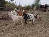Billy Goat, Nubian Goat — photo 4