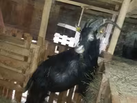 Keçi, Alpine goat — foto 3