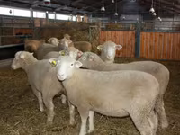公羊, Dorset horn sheep — 照片 2