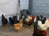 براهما — الصورة 3
