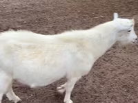 Oğlak, Saanen goat — foto 1