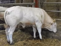 Boğa, Blonde d’Aquitane cattle — foto 6