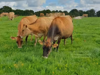 Vaca, Raza Jersey — foto 4