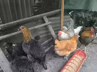 Chickens — फ़ोटो 5