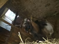 Keçi, Alpine goat — foto 5
