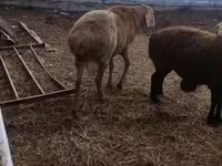 Widder, Arashan sheep — Foto 2