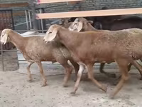 Ram, Edilbay sheep — photo 2
