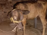 Kuh, Ukrainian Brown Dairy Cattle — Foto 4