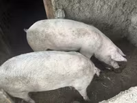 母猪, Крупная белая — 照片 1