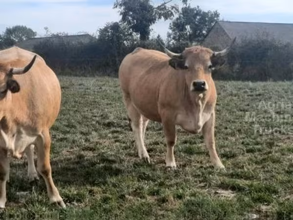 İnek, Aubrac cattle