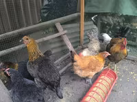 Chickens — फ़ोटो 3