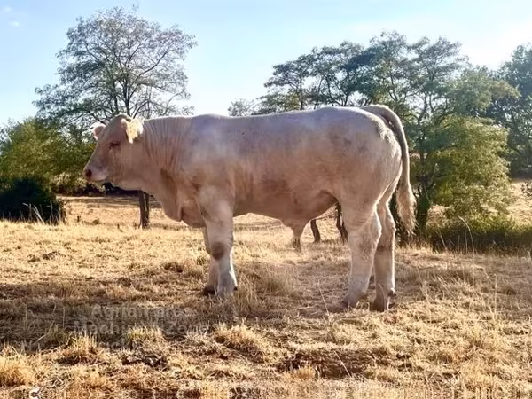 Boğa, Charolais cattle
