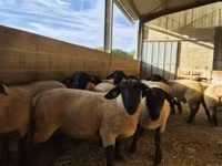 Koç, White Suffolk sheep — foto 2
