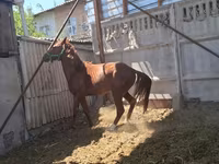 حصان, Arabian horse — الصورة 1