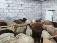 भेड़, भेड़ — फ़ोटो 8