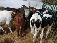 公牛, Cattle — 照片 5