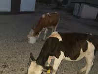 सांड, Swiss cattle — फ़ोटो 1
