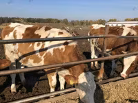 Vaca, Raza rojo-moteada — foto 2