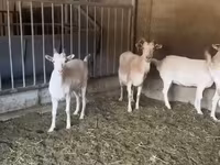 عنزة, Pomellata goat — الصورة 2