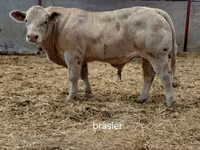 Boğa, Charolais cattle — foto 1