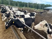 Toro, Russian Black pied cattle — foto 1