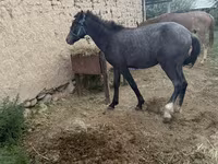 公马, Friesian sport horse — 照片 3