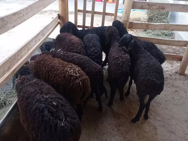 Koyun, Tajik sheep