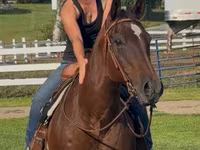 母马, Quarter Horse — 照片 3