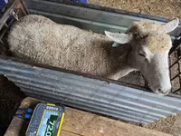 Oveja, Kuibyshev sheep — foto 2