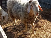 Widder, Assaf sheep — Foto 1