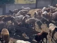 Koyun, Kuibyshev sheep — foto 3
