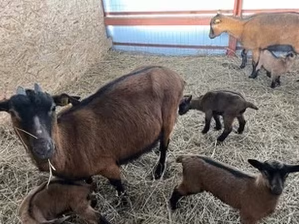 عنزة, Alpine goat