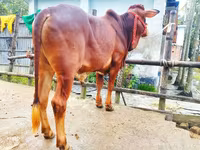 सांड, मवेशी — फ़ोटो 5